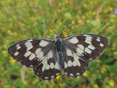 Image of marbled white