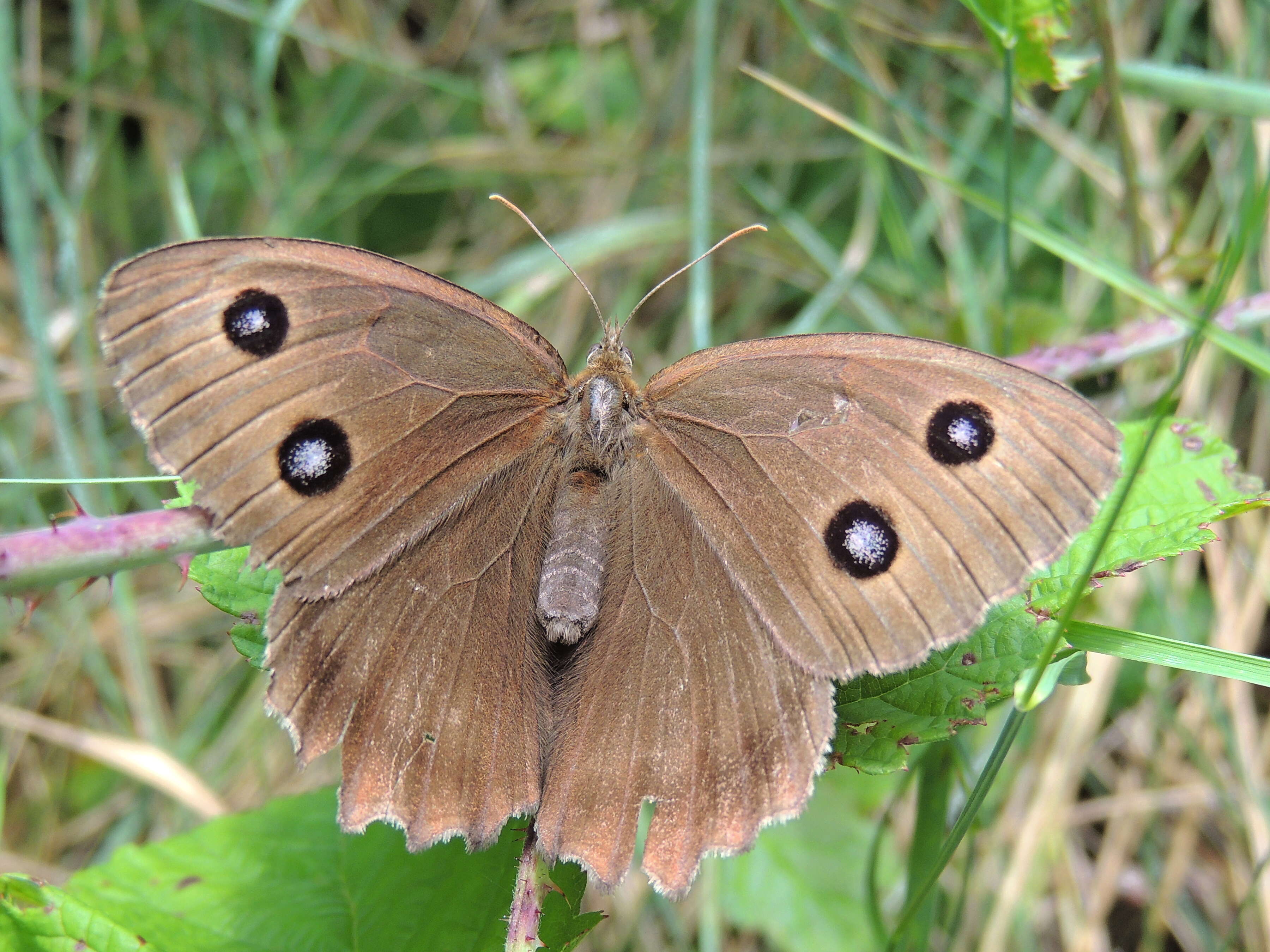 Image of Minois dryas