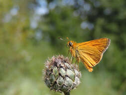 Image of Ochlodes sylvanus