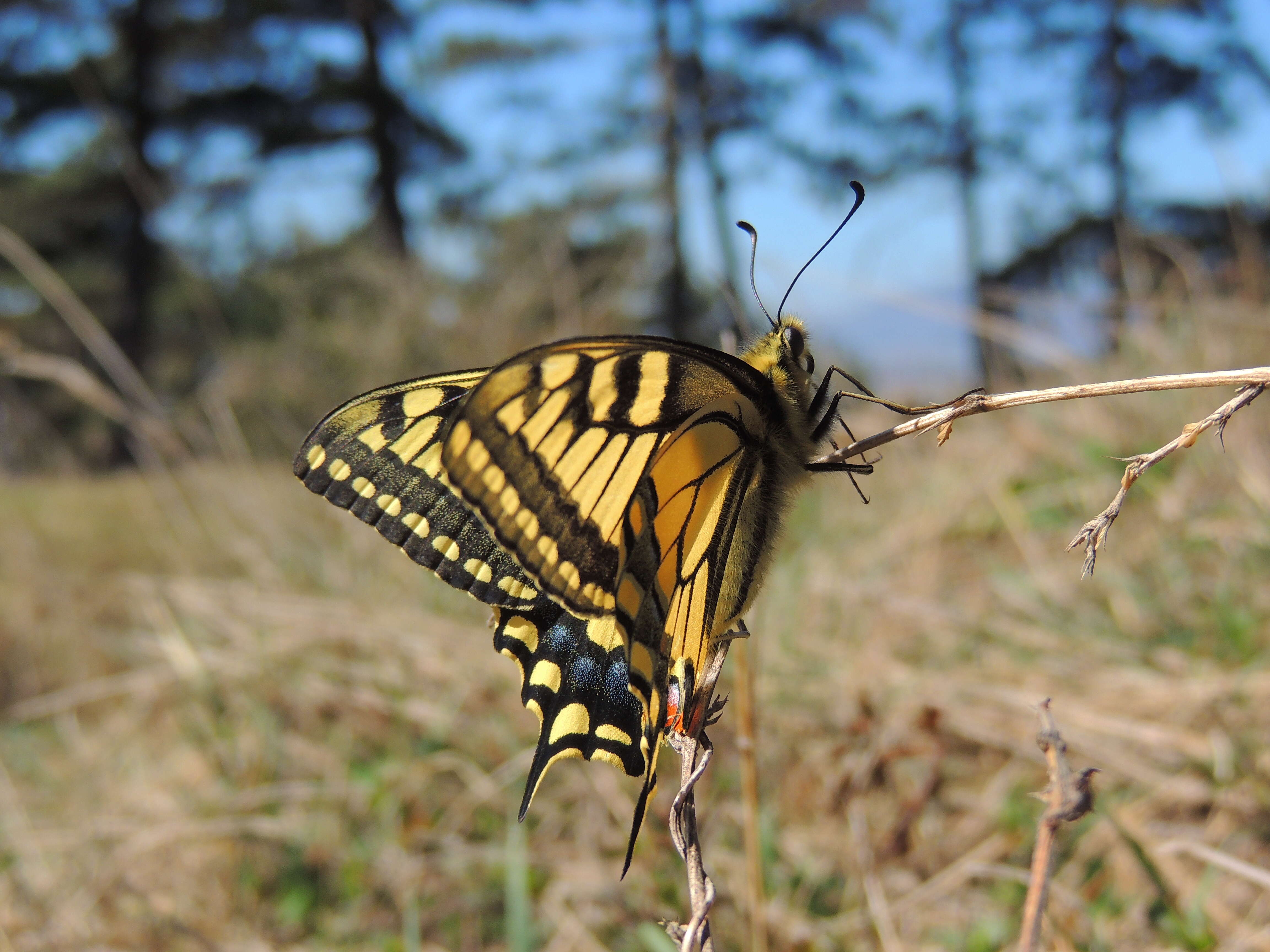 Image of Old World Swallowtail