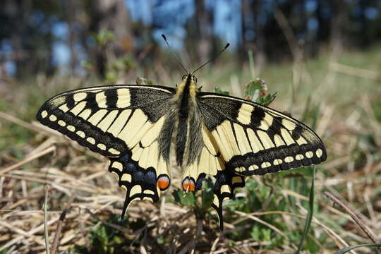 Image of Old World Swallowtail