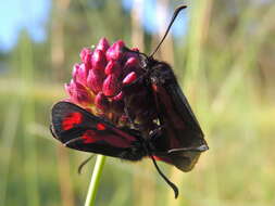 Plancia ëd Zygaena purpuralis Brünnich 1763