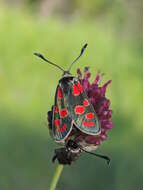 Image of Zygaena carniolica Scopoli 1763