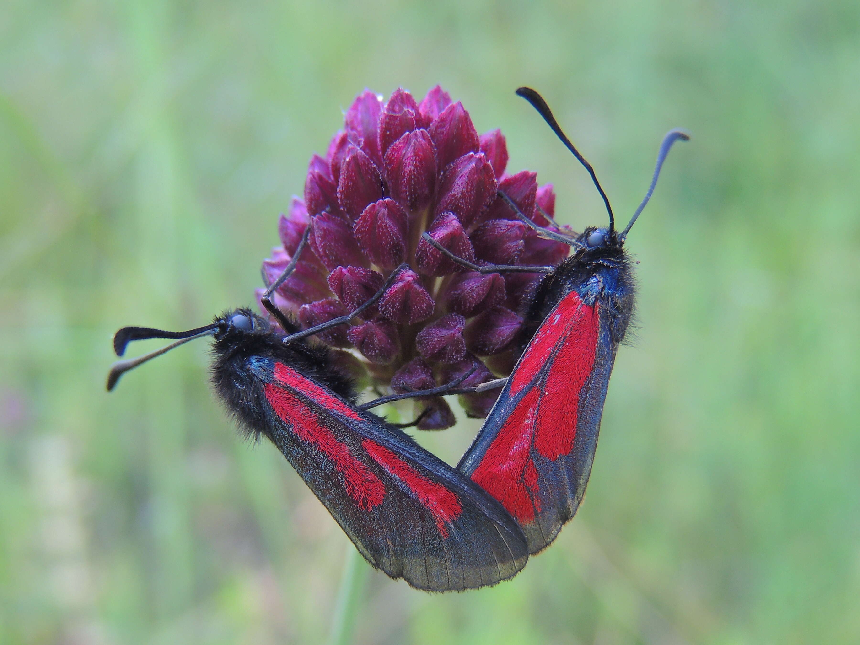 Plancia ëd Zygaena purpuralis Brünnich 1763