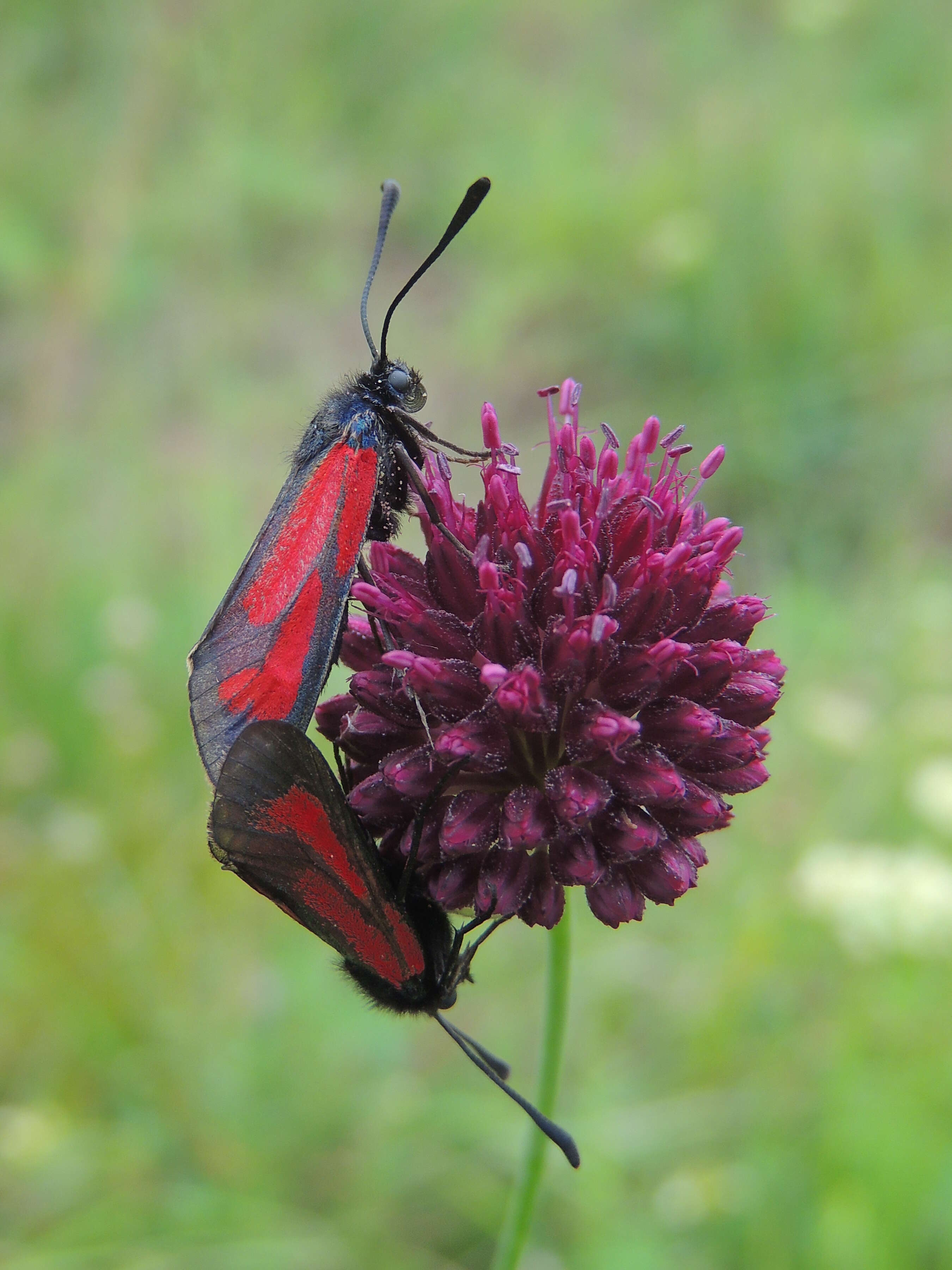 Plancia ëd Zygaena purpuralis Brünnich 1763