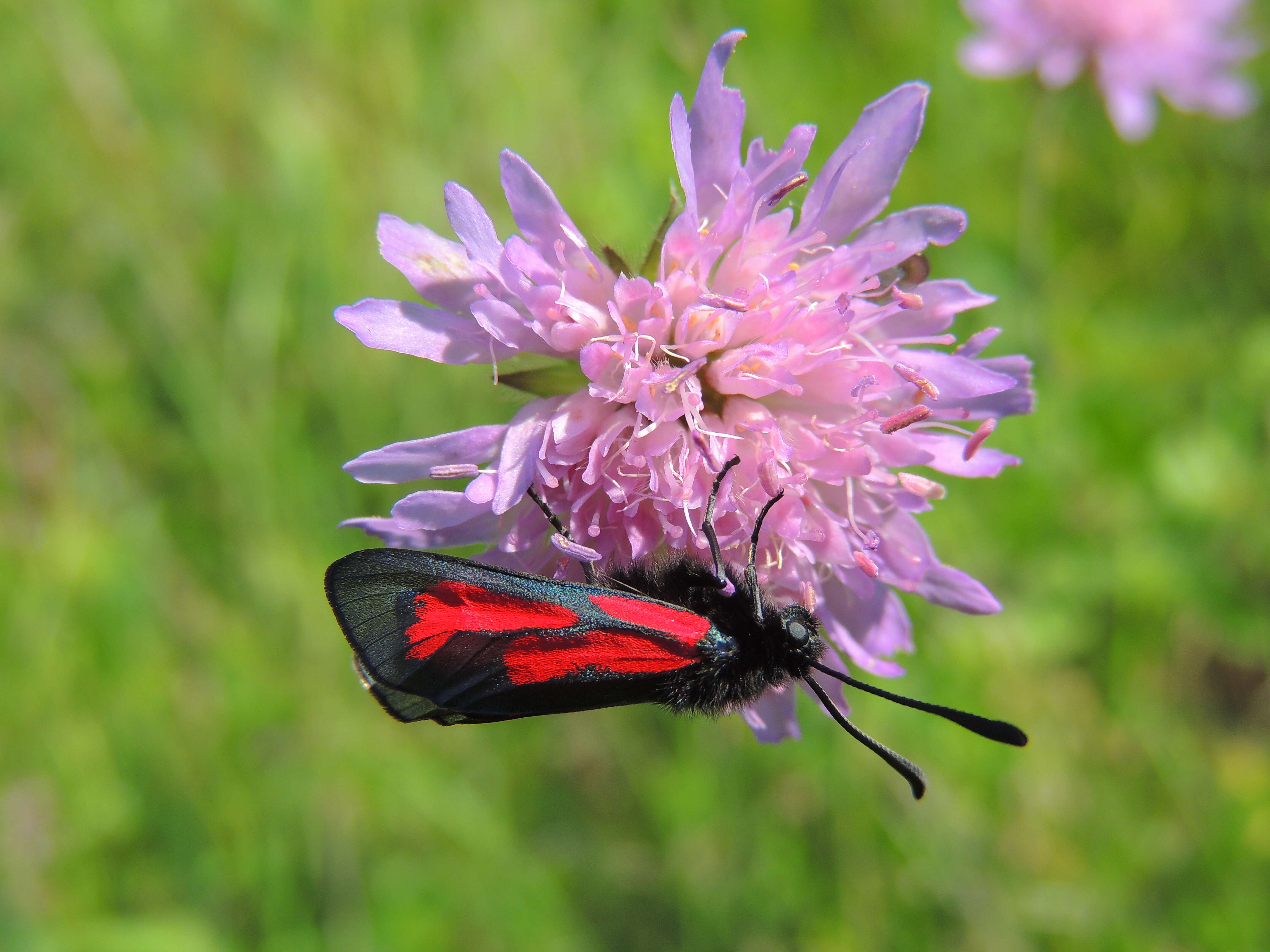 Plancia ëd Zygaena purpuralis Brünnich 1763