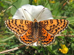 Image of Red-Band Fritillary