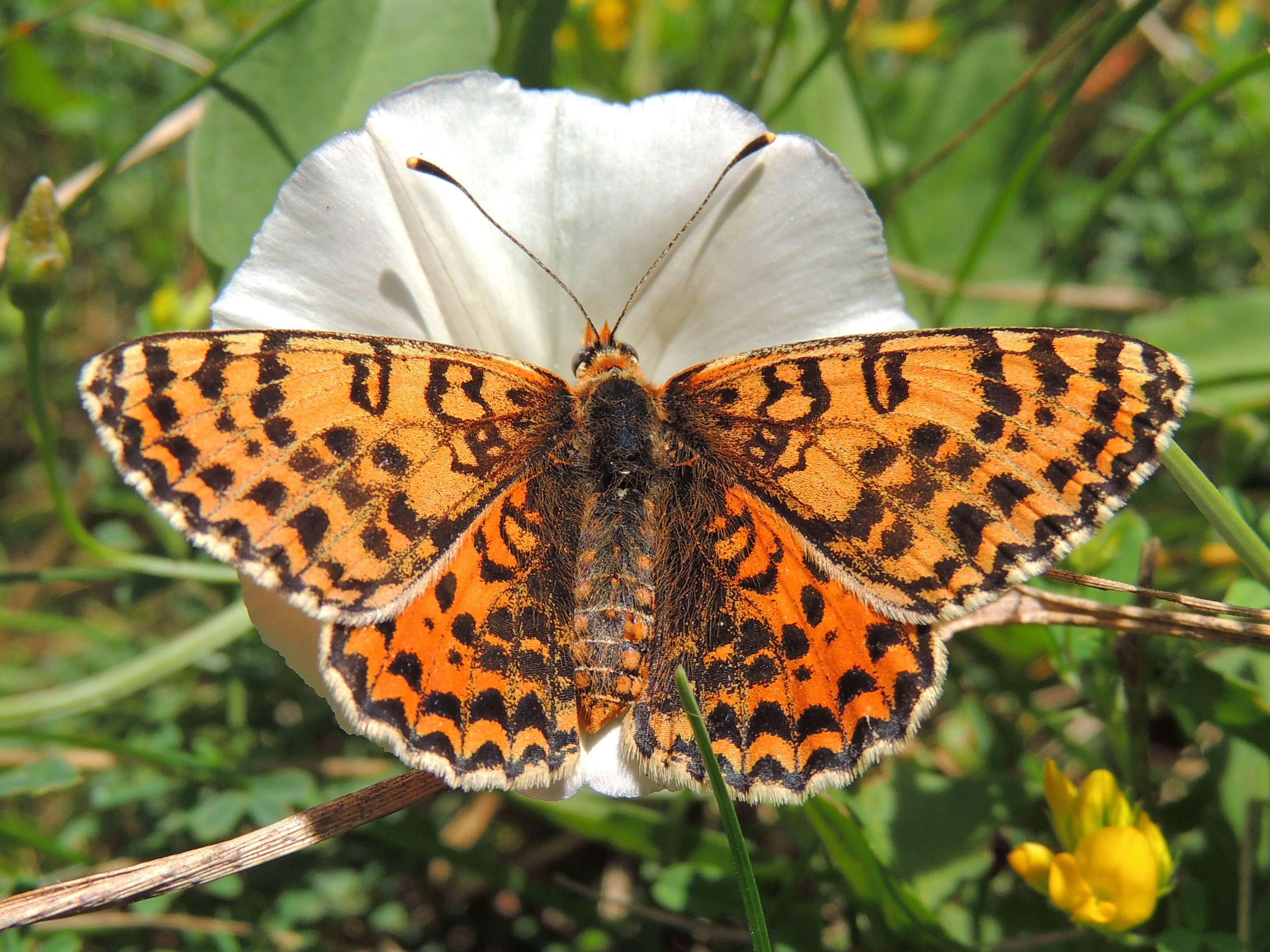 Image of Red-Band Fritillary