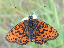 Image of Red-Band Fritillary