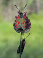 Image of Zygaena carniolica Scopoli 1763