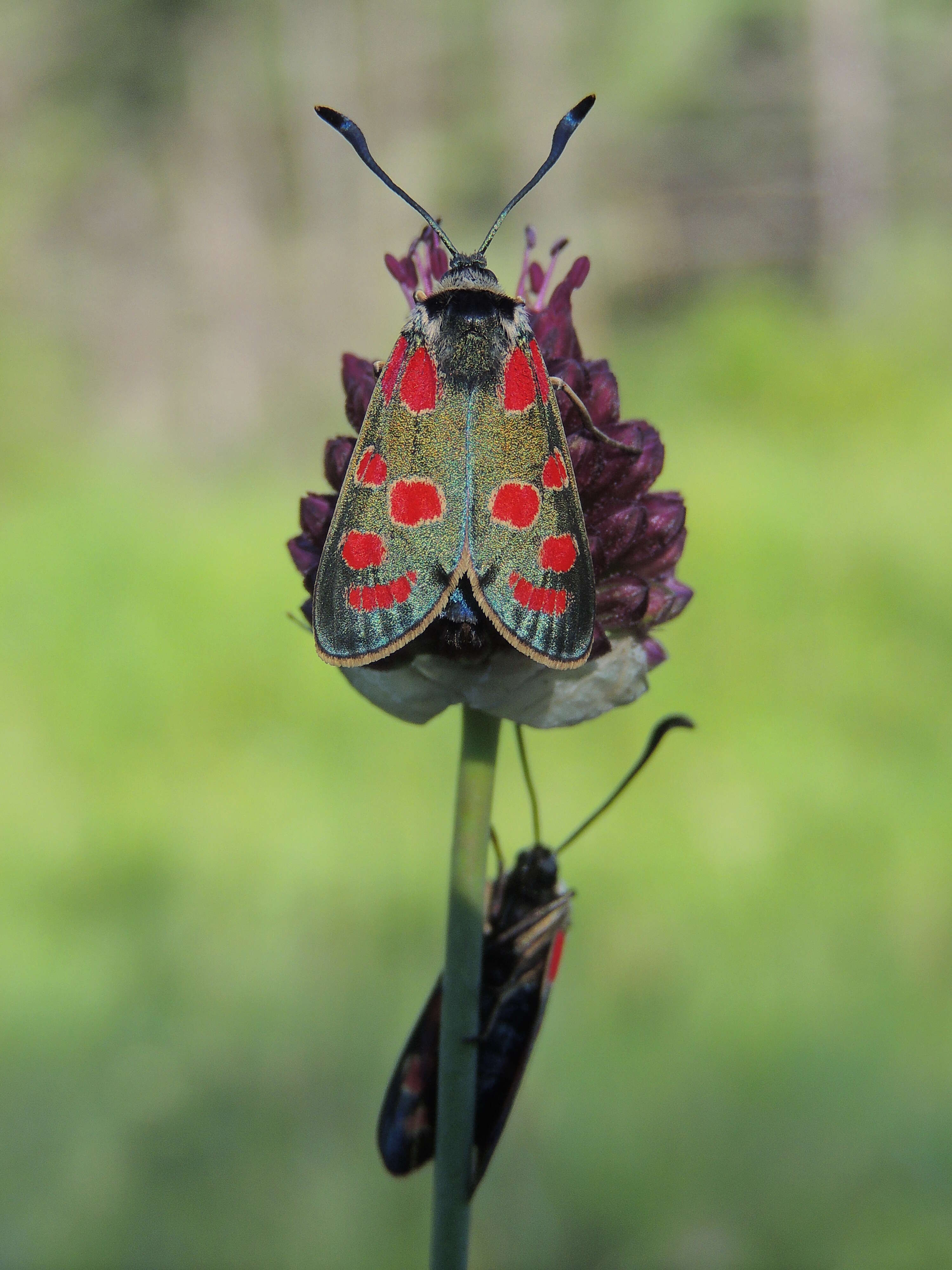 Image of Zygaena carniolica Scopoli 1763