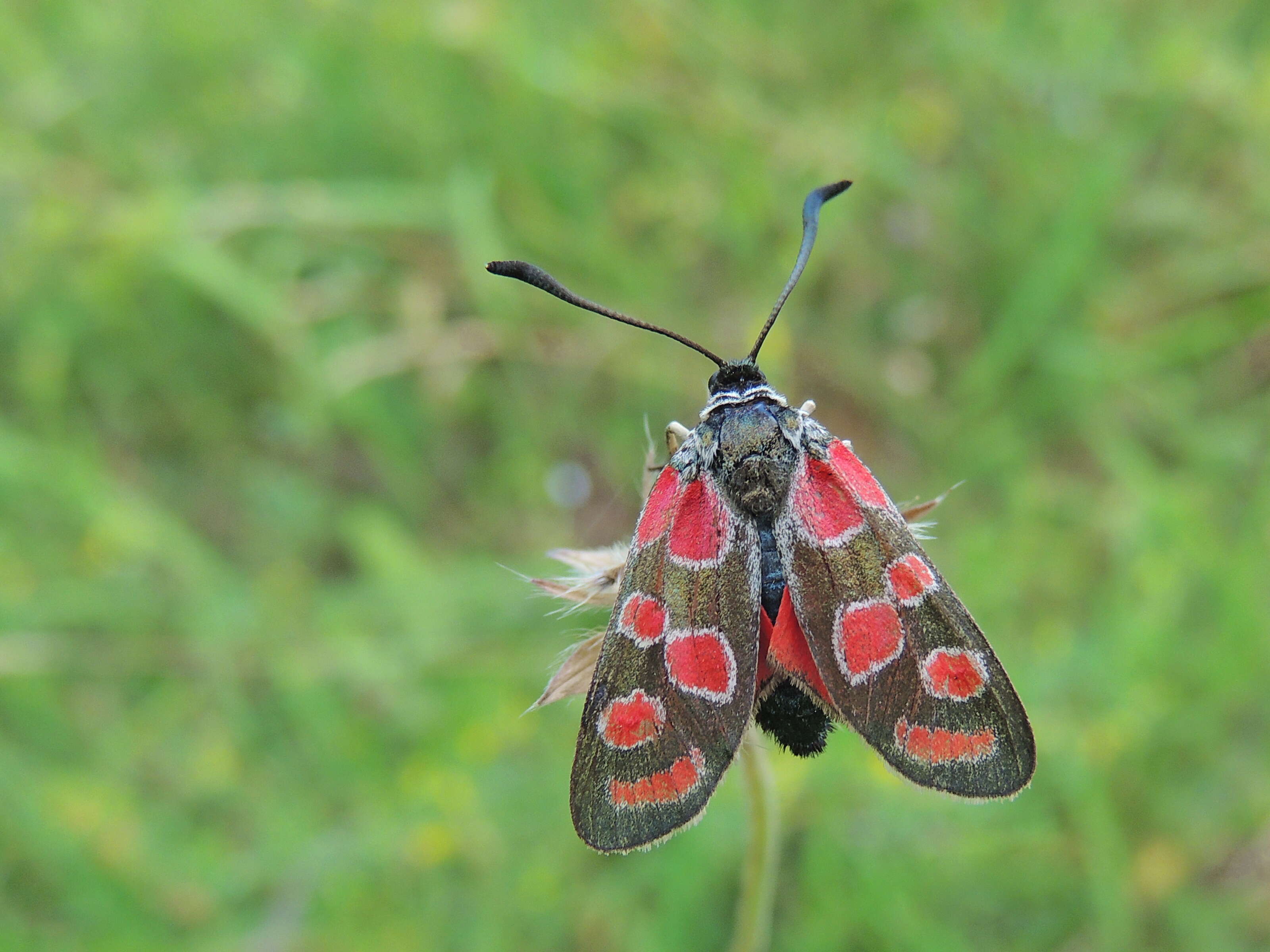 Image of Zygaena carniolica Scopoli 1763