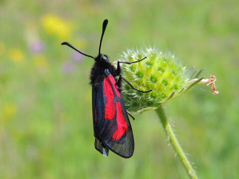 Image of Zygaena purpuralis Brünnich 1763