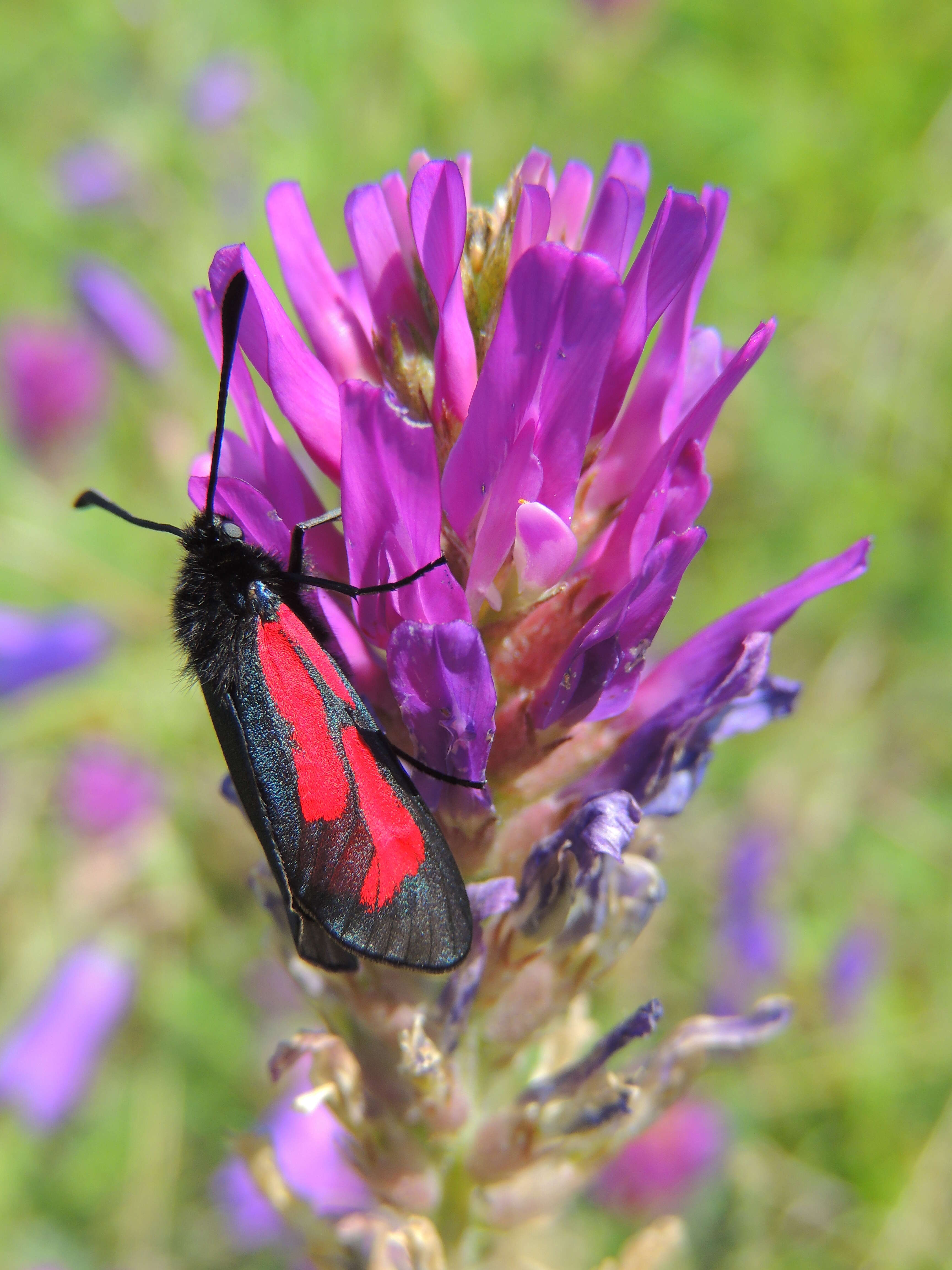 Image of Zygaena purpuralis Brünnich 1763