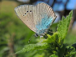 Image of Green-underside Blue