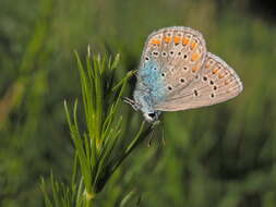 Image of Polyommatus thersites