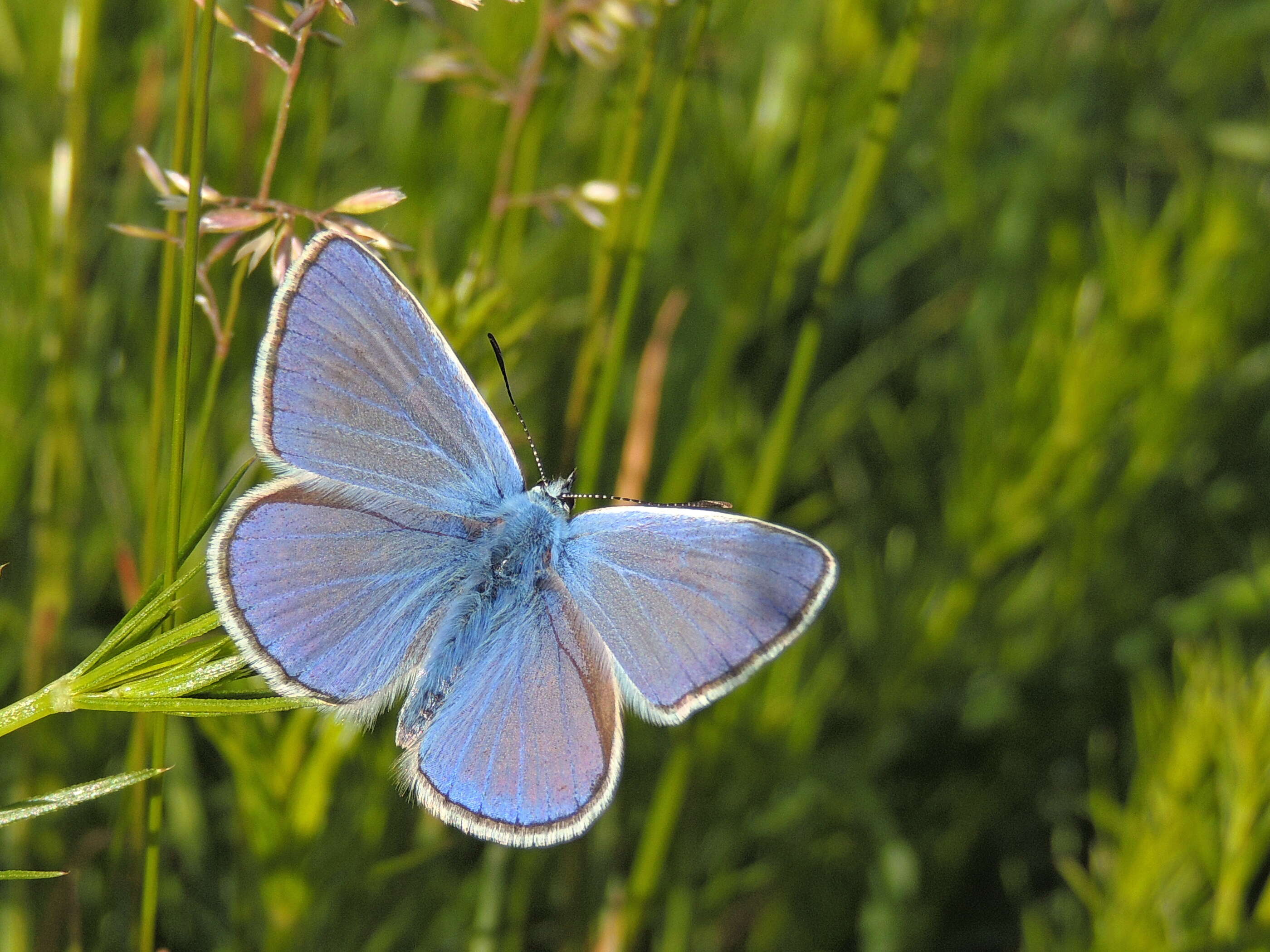 Image of Polyommatus thersites