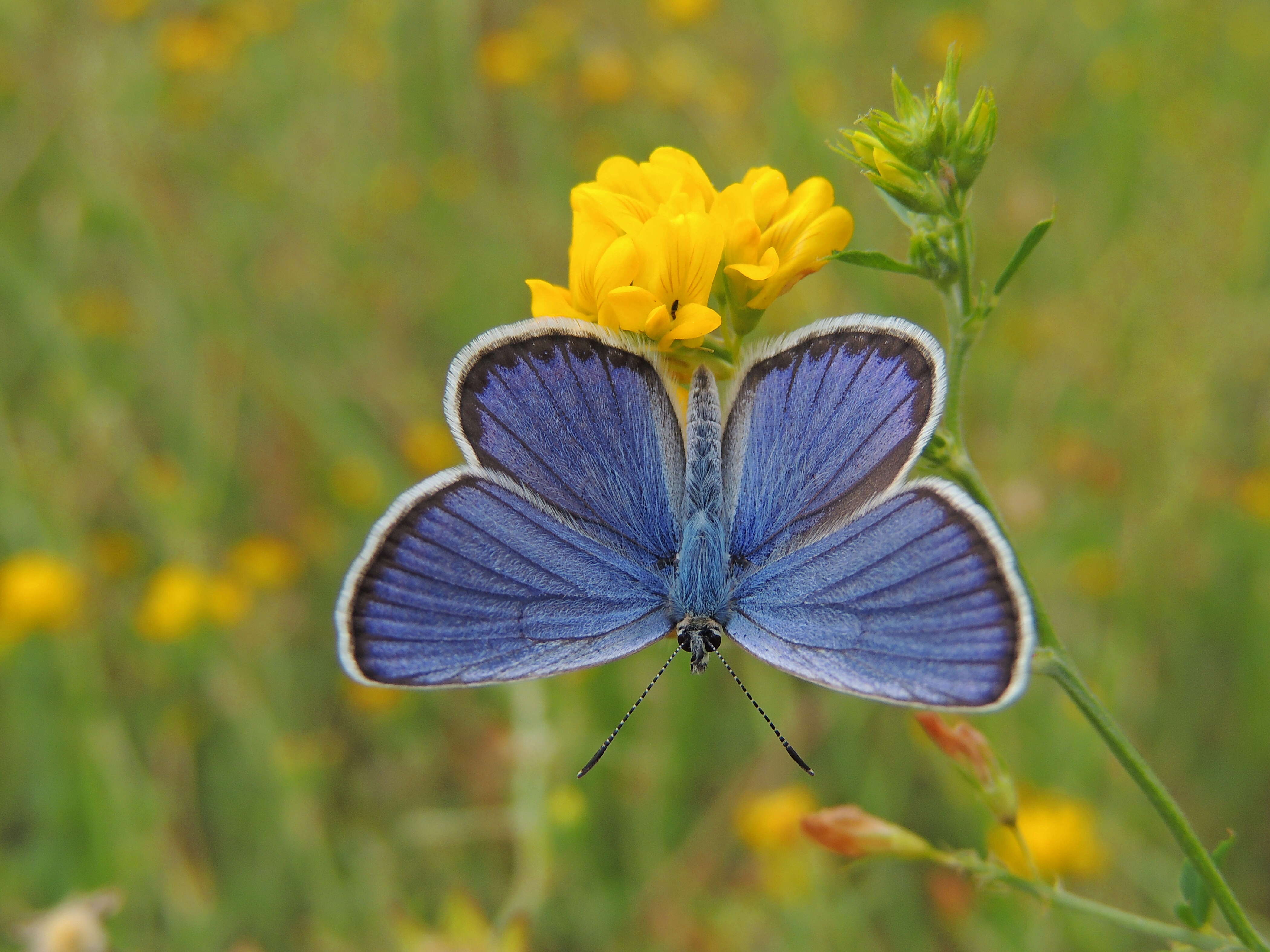 Image of Plebejus argyrognomon (Bergsträsser (1779))