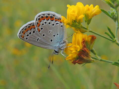 Image of Plebejus argyrognomon (Bergsträsser (1779))