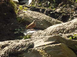 Image of European Rock Bunting