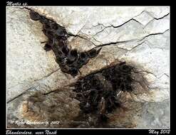 Image of Common Asiatic Myotis