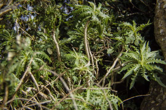 صورة Sonchus congestus Willd.