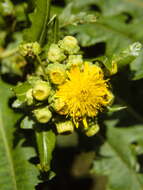 صورة Sonchus congestus Willd.