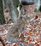 Image of brown hare, european hare