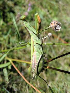 Image of Mantis