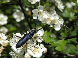 Image of capricorn beetle