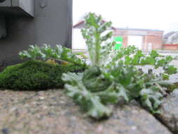 Image of groundsel