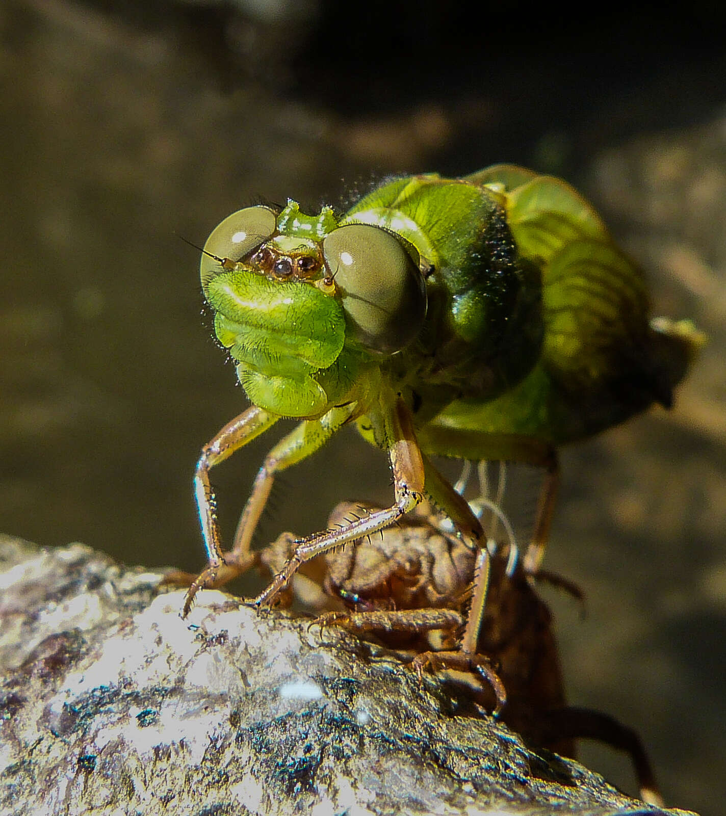 Image of Green Gomphid