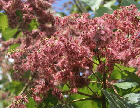 Image de Heliocarpus americanus L.