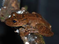 Image of jaguar snouted treefrog