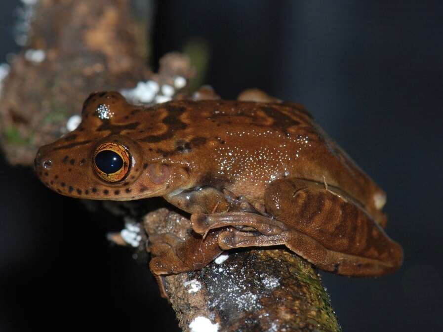 Image of jaguar snouted treefrog