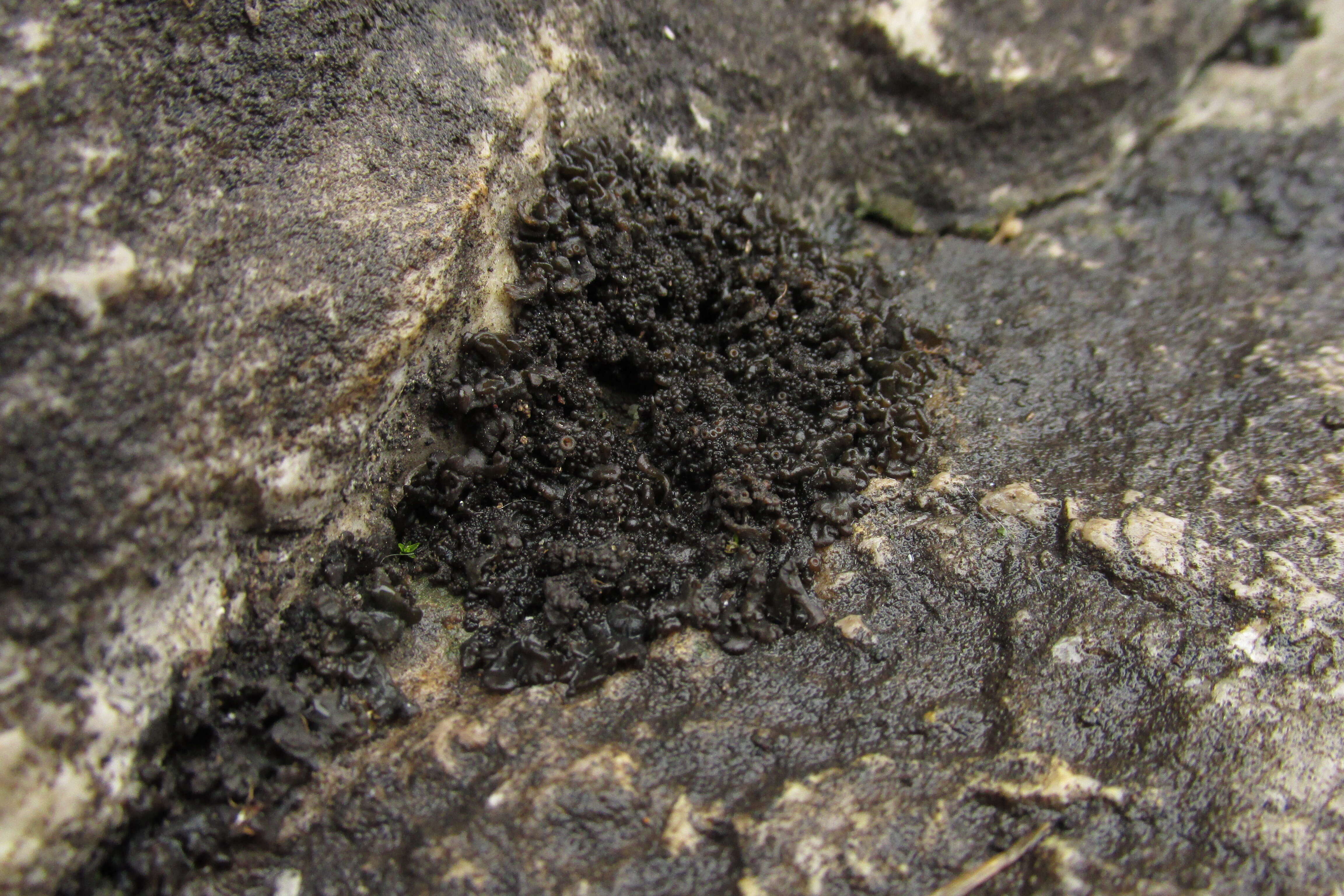 Image of Jelly lichens