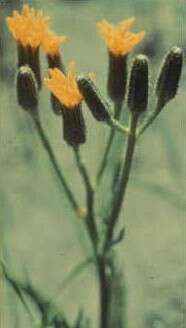 Image of largeflower hawksbeard