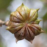 Imagem de Illicium anisatum L.