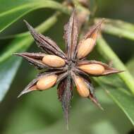 Imagem de Illicium anisatum L.