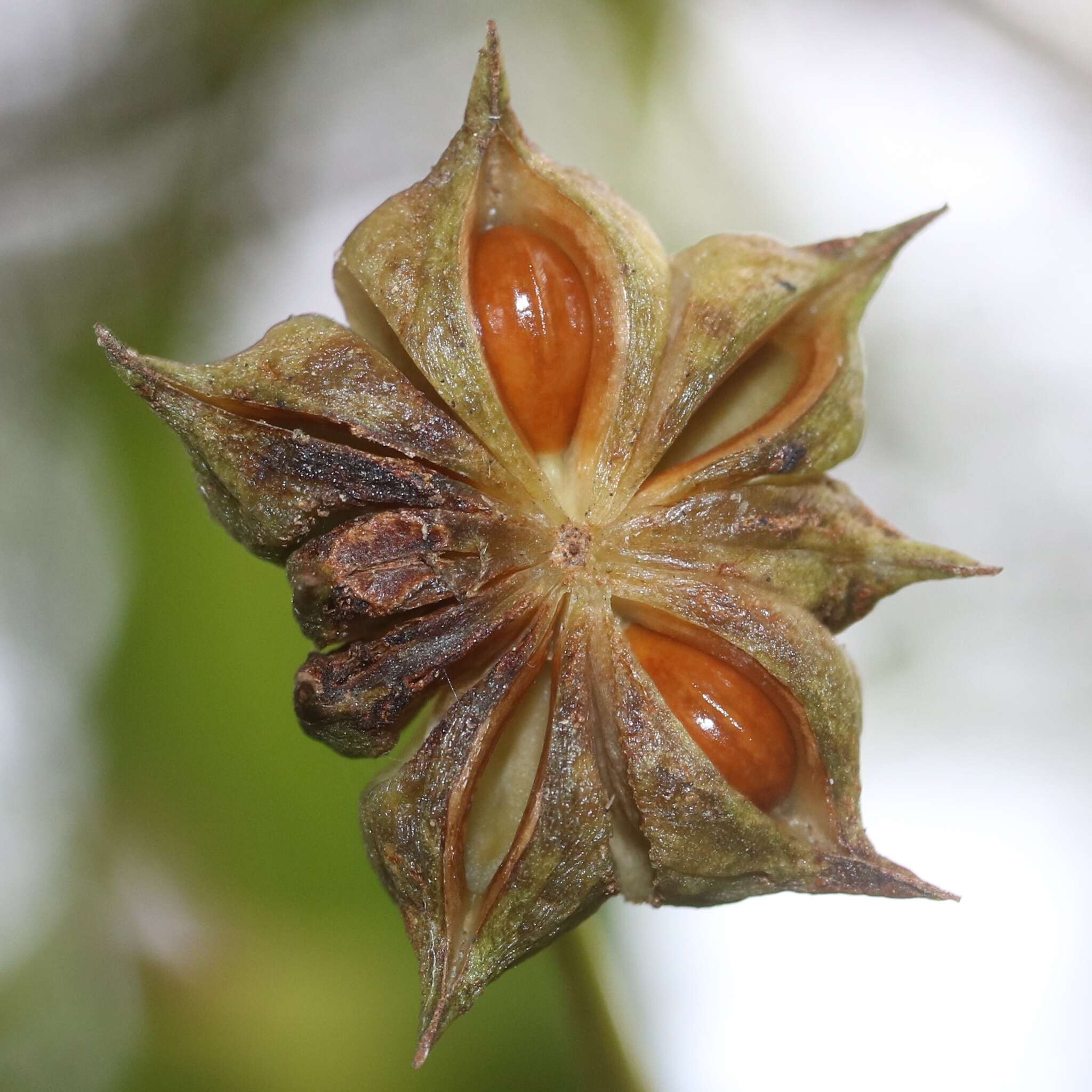 Imagem de Illicium anisatum L.