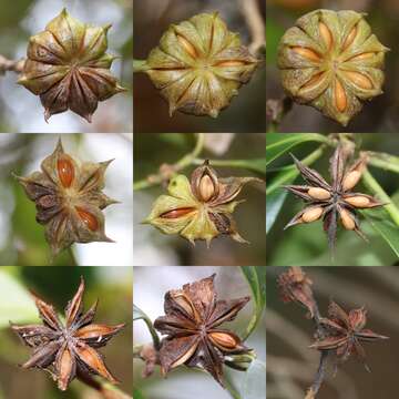 Imagem de Illicium anisatum L.