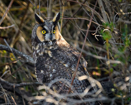 Image of Long-eared Owl