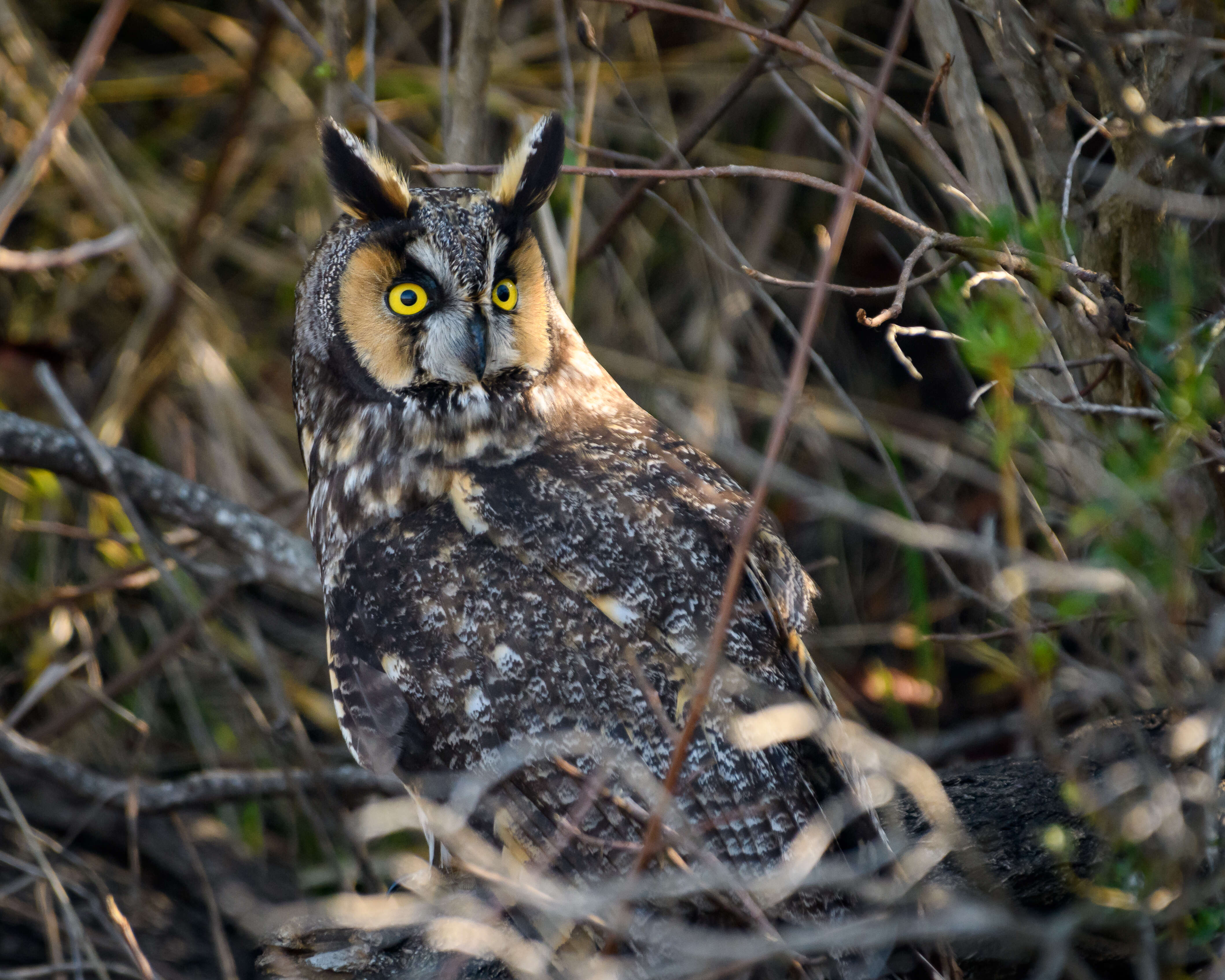 Image of Long-eared Owl