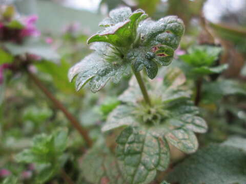 Image of common henbit