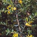 Image of Persoonia asperula L. A. S. Johnson & P. H. Weston