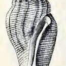 Image of Tenaturris bartlettii (Dall 1889)