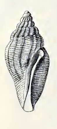 Image of Tenaturris bartlettii (Dall 1889)
