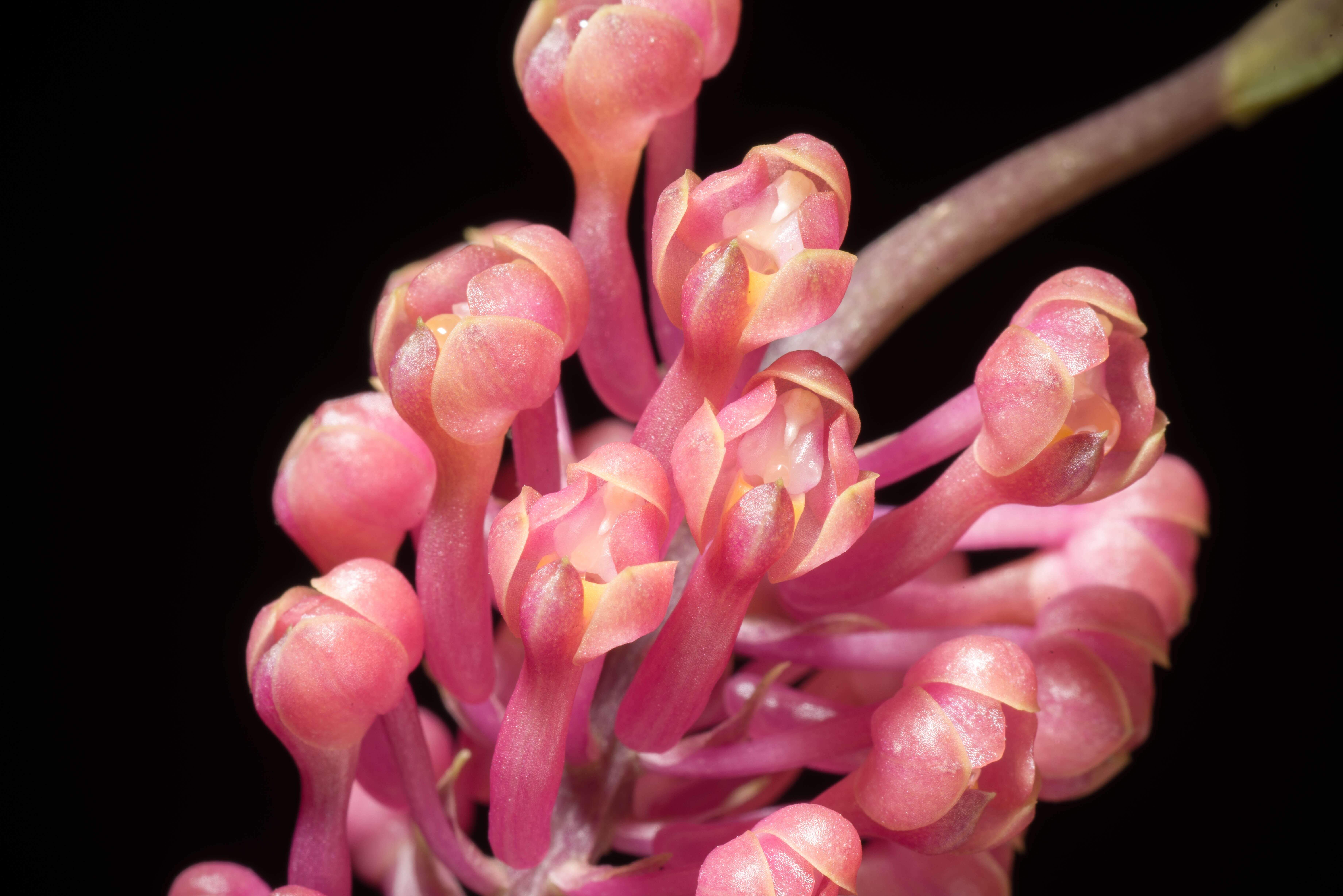 Image de Robiquetia cerina (Rchb. fil.) Garay