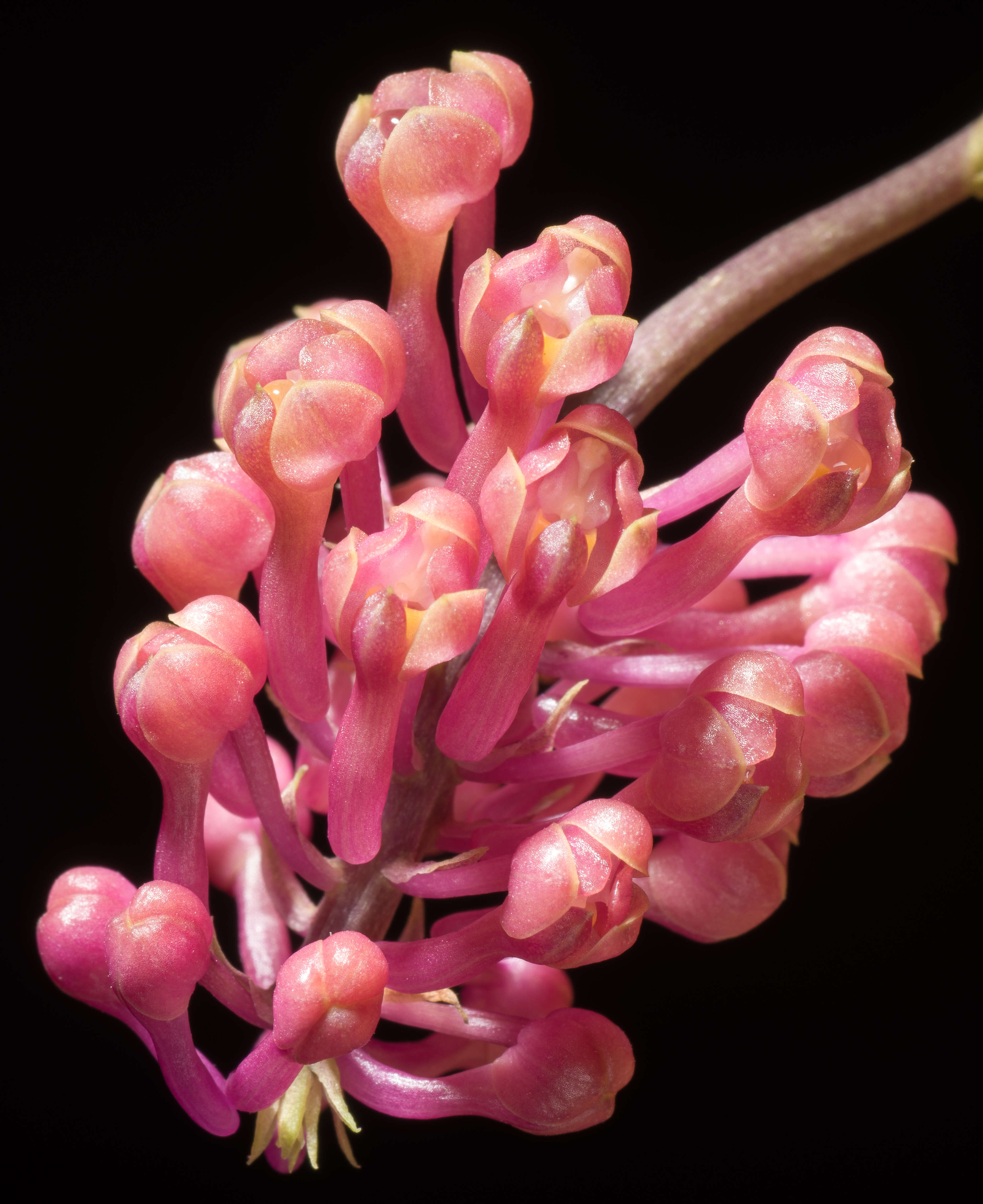 Image de Robiquetia cerina (Rchb. fil.) Garay