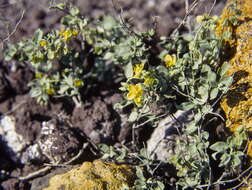 Helianthemum canariense (Jacq.) Pers.的圖片